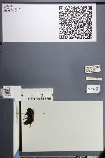 Media type: image;   Entomology 534798